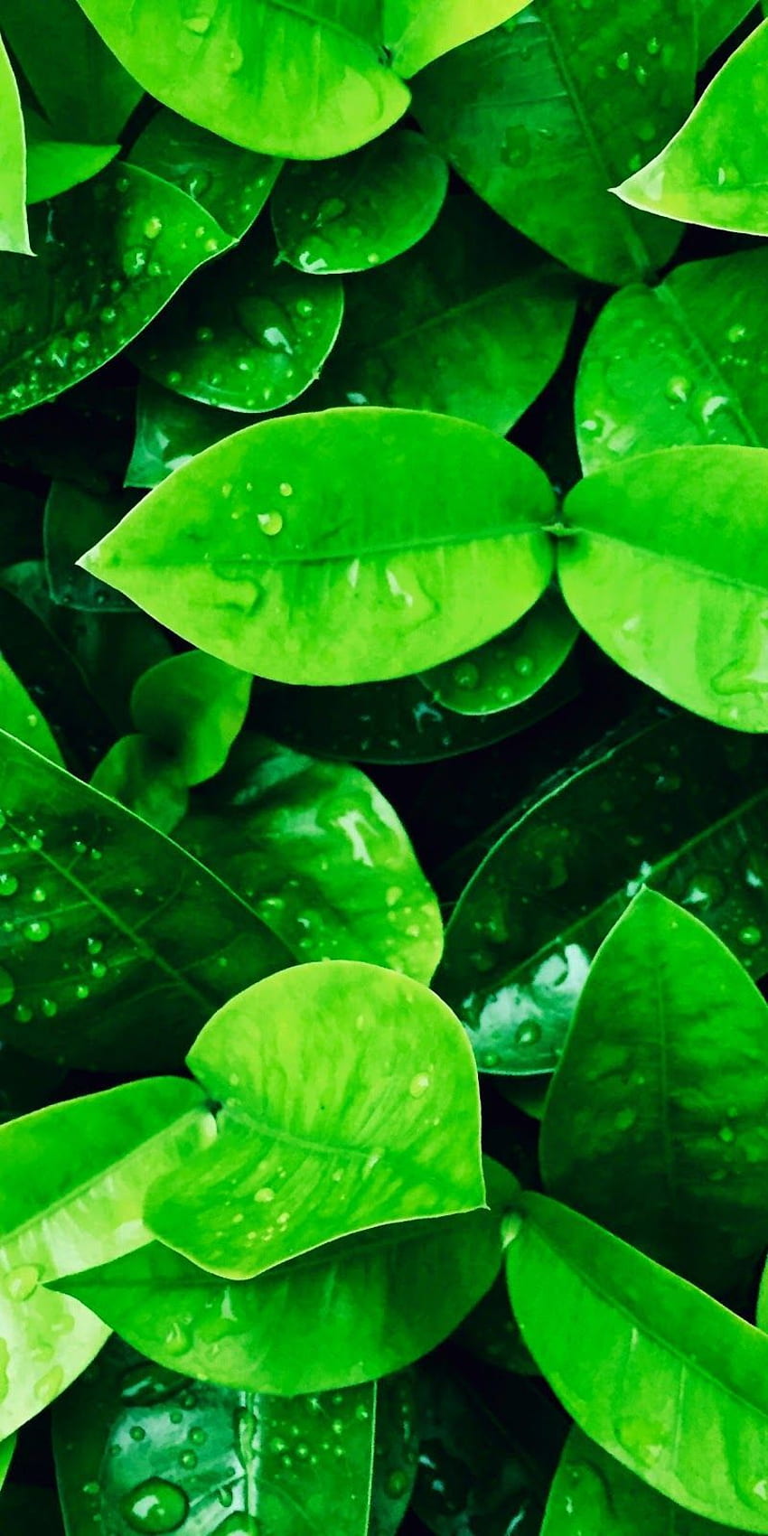 ธรรมชาติสีเขียว iPhone X วอลล์เปเปอร์โทรศัพท์ HD