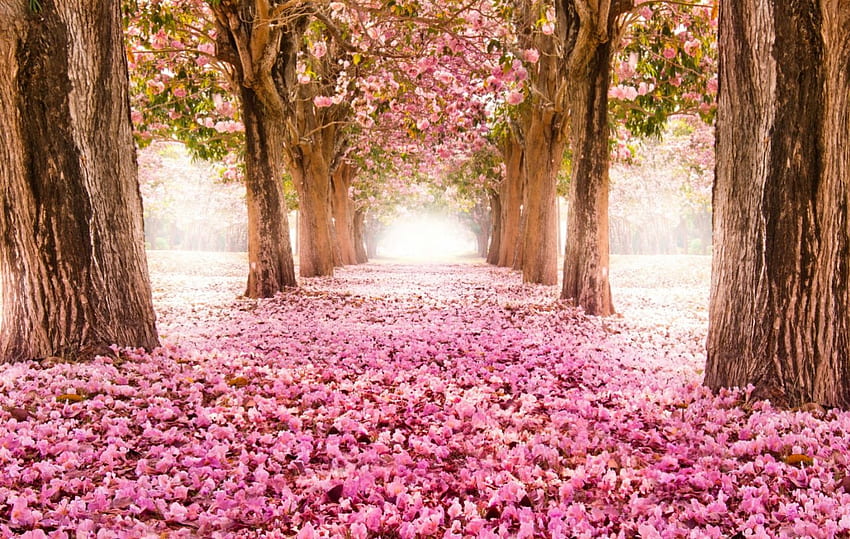 Bunga Musim Semi, alam, musim semi, taman, bunga Wallpaper HD