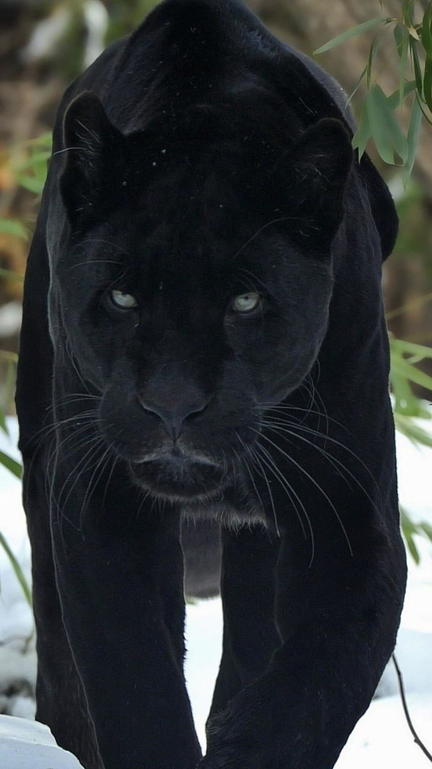 Free download Panther Black Panthers Cats Black jaguar Animals [600x900]  for your Desktop, Mobile & Tablet | Explore 14+ Black Jaguar HD Mobile  Wallpaper | Black Jaguar Wallpaper, Black Wallpaper HD Mobile,