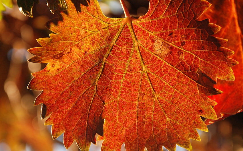 outono, macro, folha, folha, esculpido, veias papel de parede HD