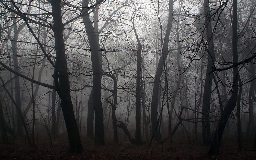 소름 끼치는 숲 배경, 어두운 숲 안개 HD 월페이퍼