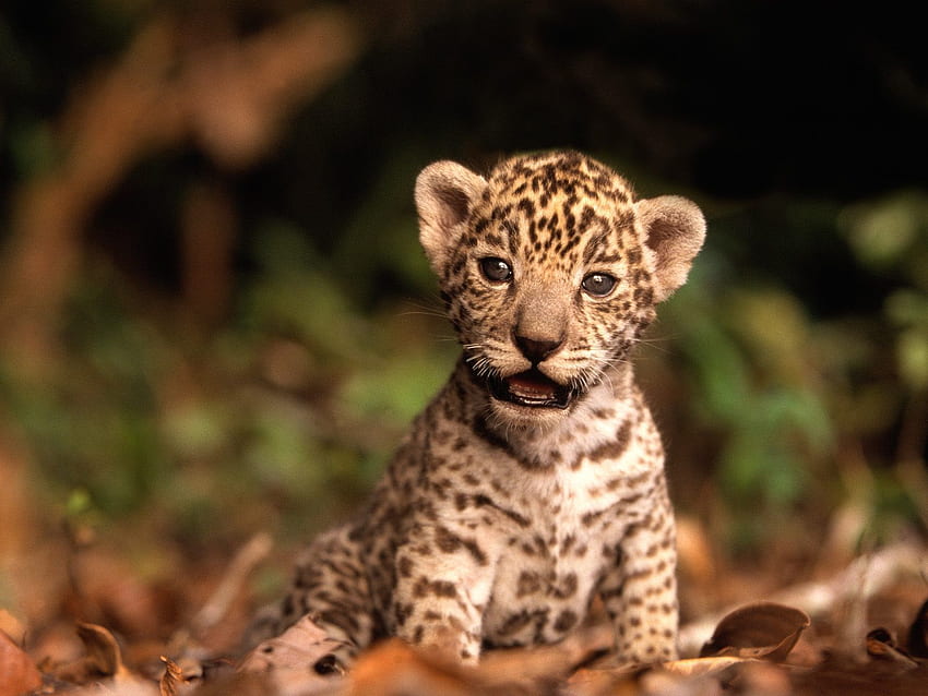 Спасете ягуара! Красивият хищник на дивата природа се нуждае от Сладък Ягуар HD тапет
