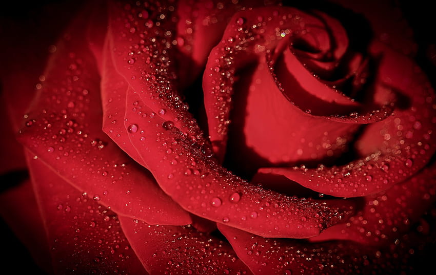 Red Rose, Wet, Petals, Rose, Drops HD wallpaper | Pxfuel