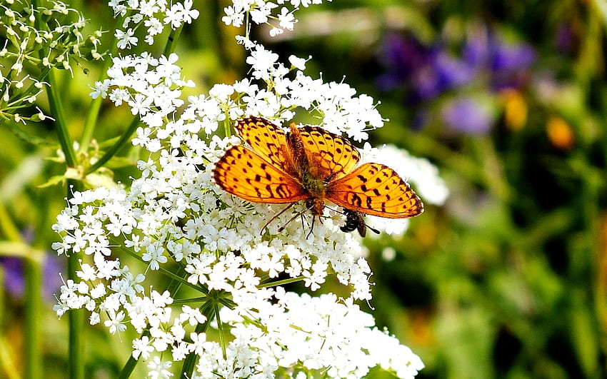 나비, 꽃, 자연, 예쁜 HD 월페이퍼
