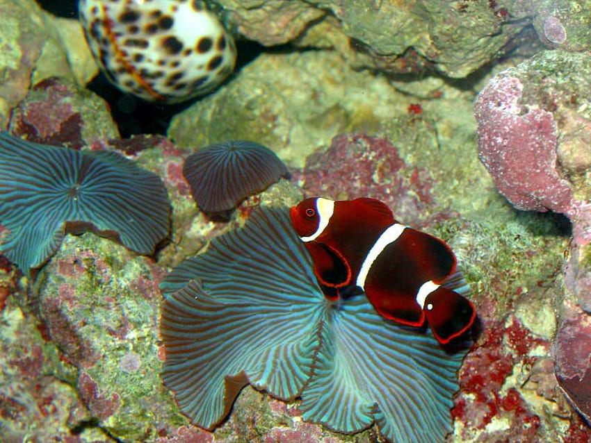 Blood Red Clown Fish, fish, coral, ocean, rock HD wallpaper