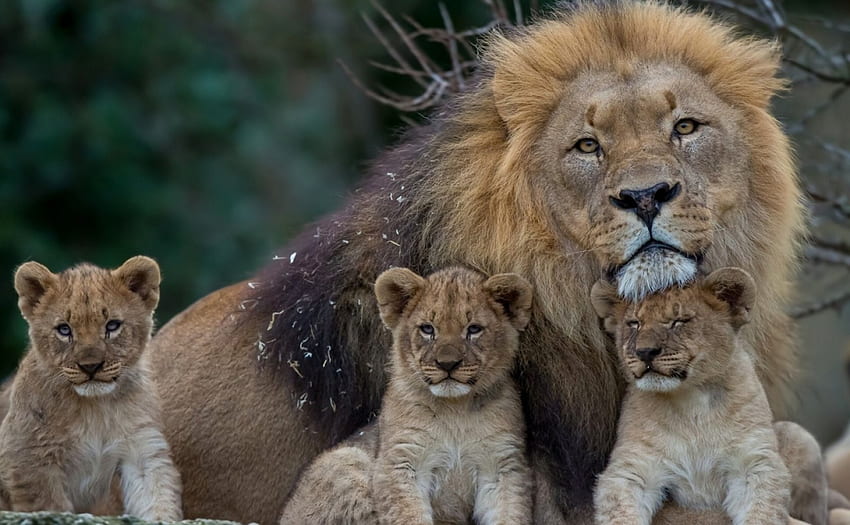 father and sons, fantastic , wildlife, animals, lion cubs, lion, male HD wallpaper