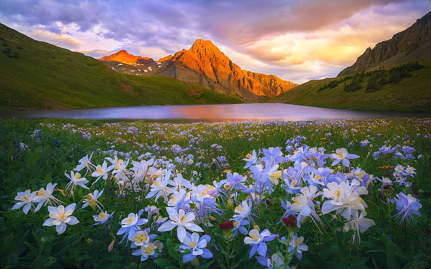 Island Lake Colorado San Juan Mountains Flowers Meadow Sunset HD wallpaper
