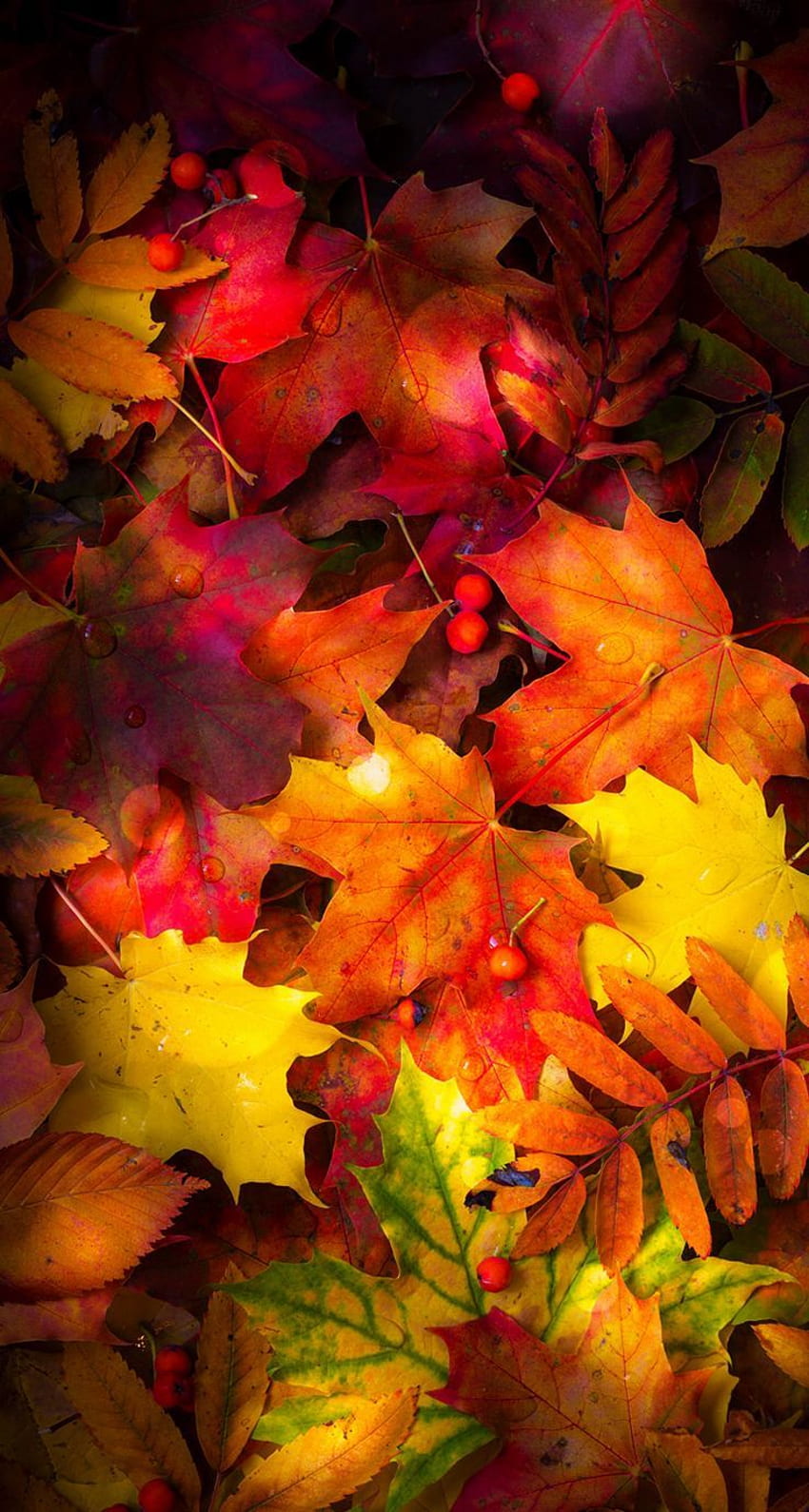 hierba caída del teléfono. Hojas de otoño, Otoño, Paisaje de otoño, Teléfono de hojas de otoño fondo de pantalla del teléfono