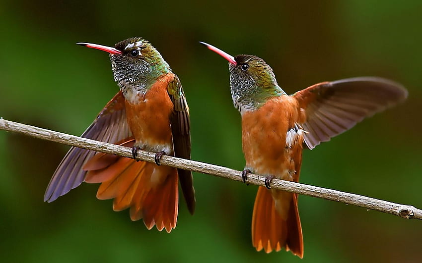 Hummingbirds, branch, humming-bird, bird, colibri, green, couple, orange HD wallpaper