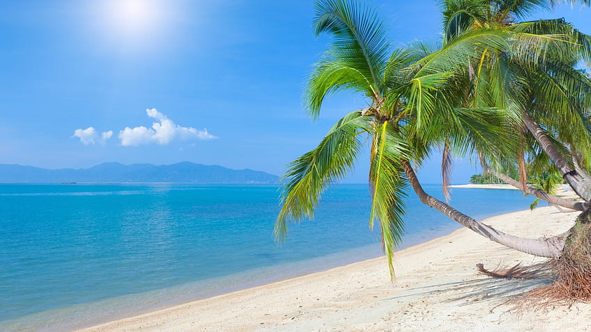 Coconut Tree Beautiful And Background, Guadeloupe HD wallpaper