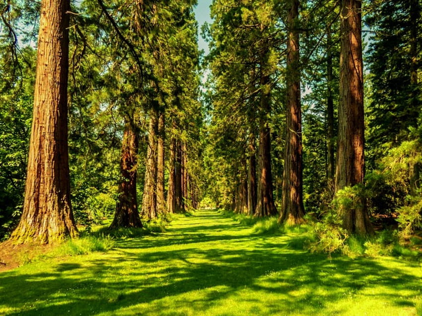 GRÜNER WALD, Bäume, Sommer, Natur, Wald HD-Hintergrundbild