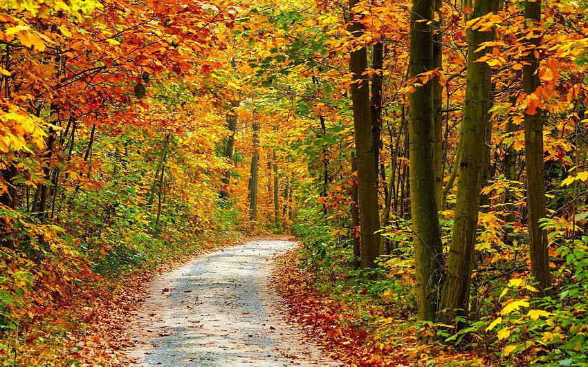 Herbst hintergrundbilder HD wallpaper
