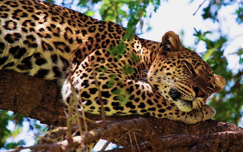 Jaguar animals cats predators trees africa safari spots face eyes, African Safari HD wallpaper