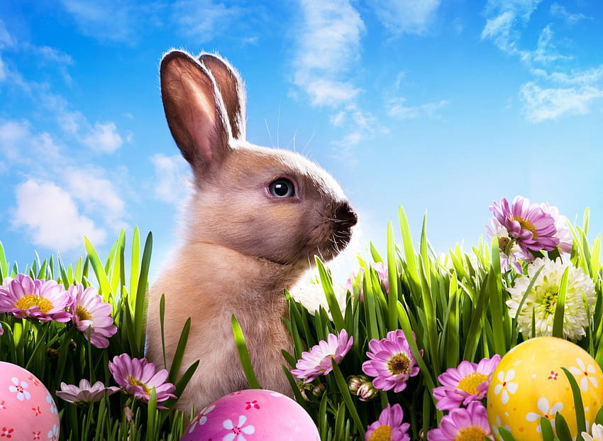 Lapin de Pâques, Pâques, Oeufs de Pâques, herbe, oeufs, lapin, nuages, fleurs, ciel, lapin Fond d'écran HD