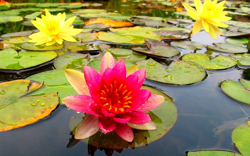 water lilies, river, flower, lilies, water, lake, lotus HD wallpaper