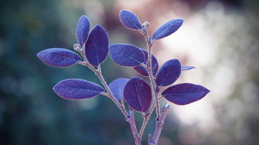 Sogni, blu, ramo, viola, foglie Sfondo HD