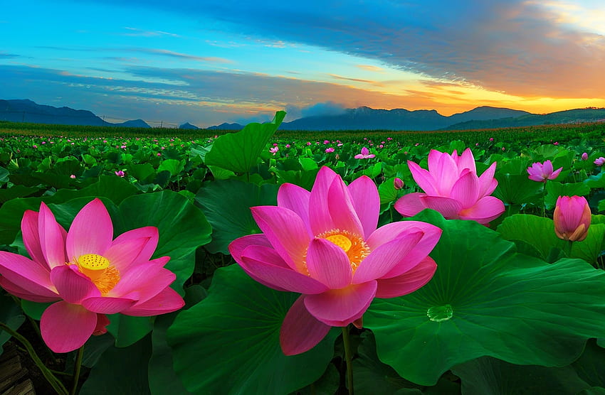 lotus field, sky, flowers, lotus, field HD wallpaper
