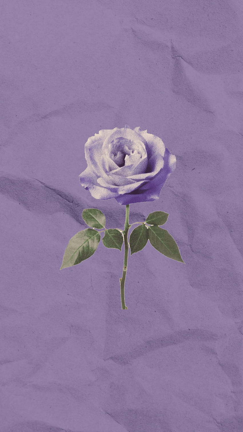 Purple rose, art, petal, designs, roses HD phone wallpaper | Pxfuel