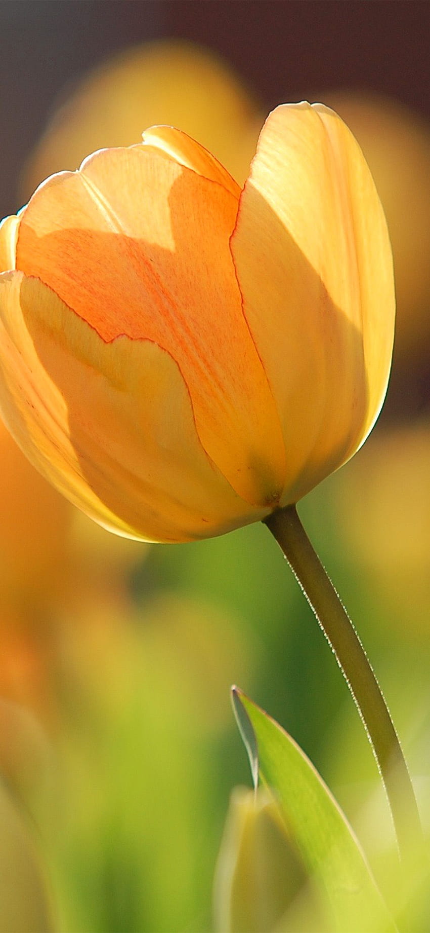 iPhone X . flower spring tulip orange nature HD phone wallpaper