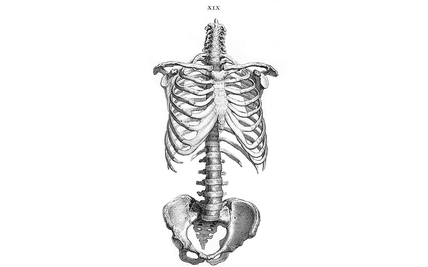 анатомия скелети ребра кости човешко тяло таз Високо качество, висока разделителна способност, човешки скелет HD тапет