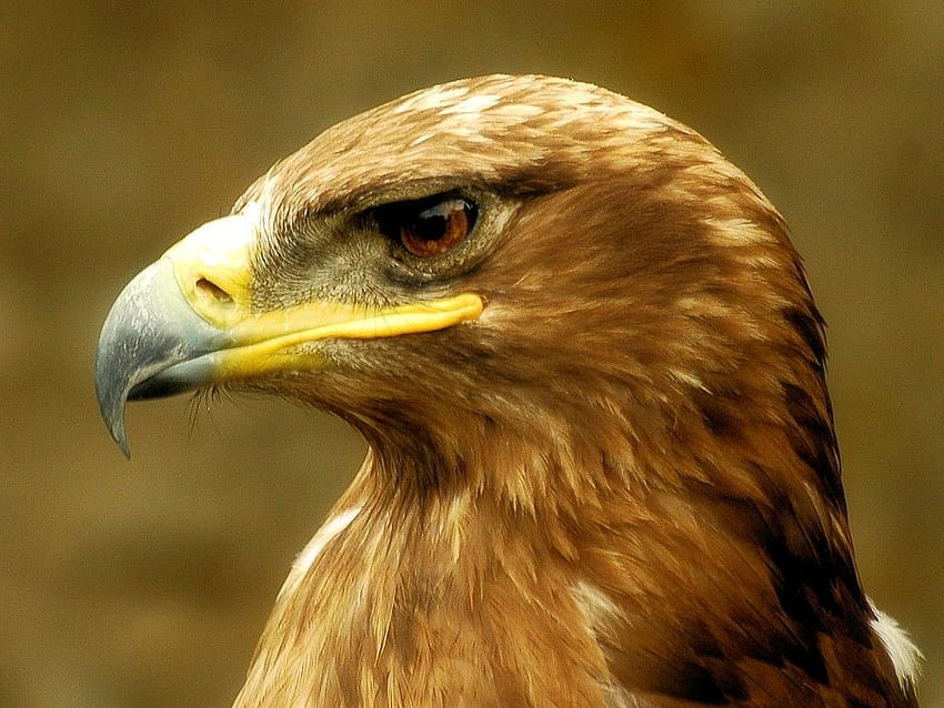 life and style star: Eagle - Best Eagle, Brown Eagle HD wallpaper
