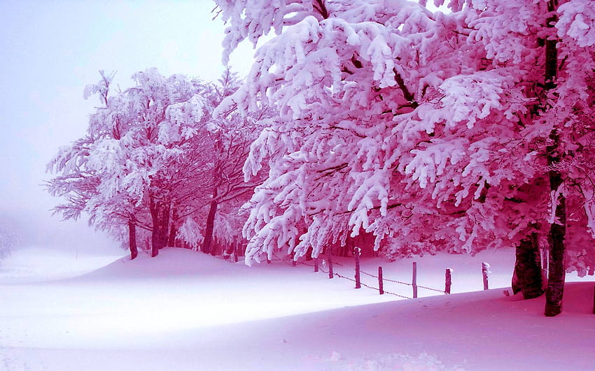 Winter Pink, Pink Storm HD wallpaper