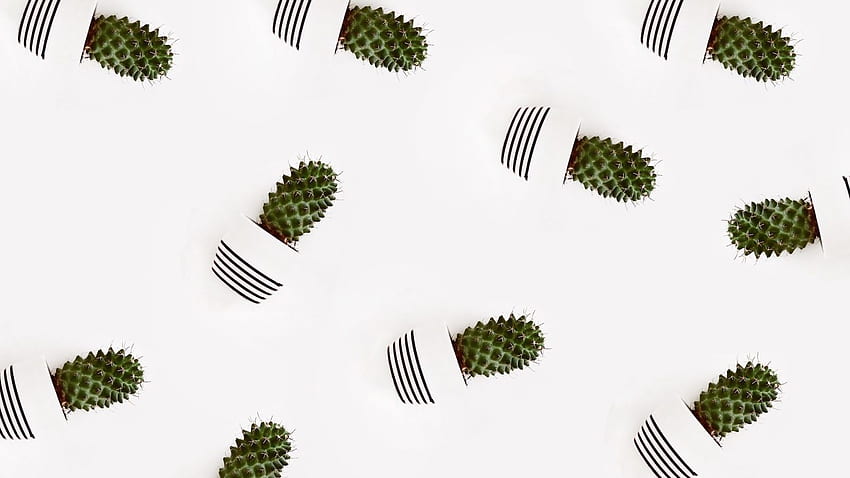 Kaktus-Blumentöpfe Minimal, minimalistische Pflanze HD-Hintergrundbild