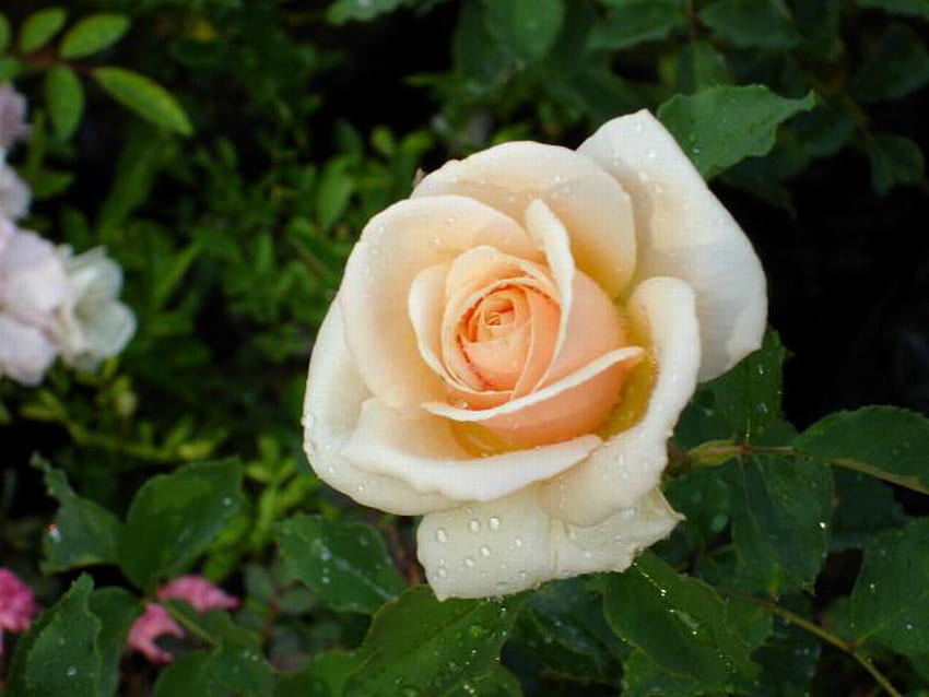 APRICOT ROSE, rose, apricot, beautiful, colour HD wallpaper