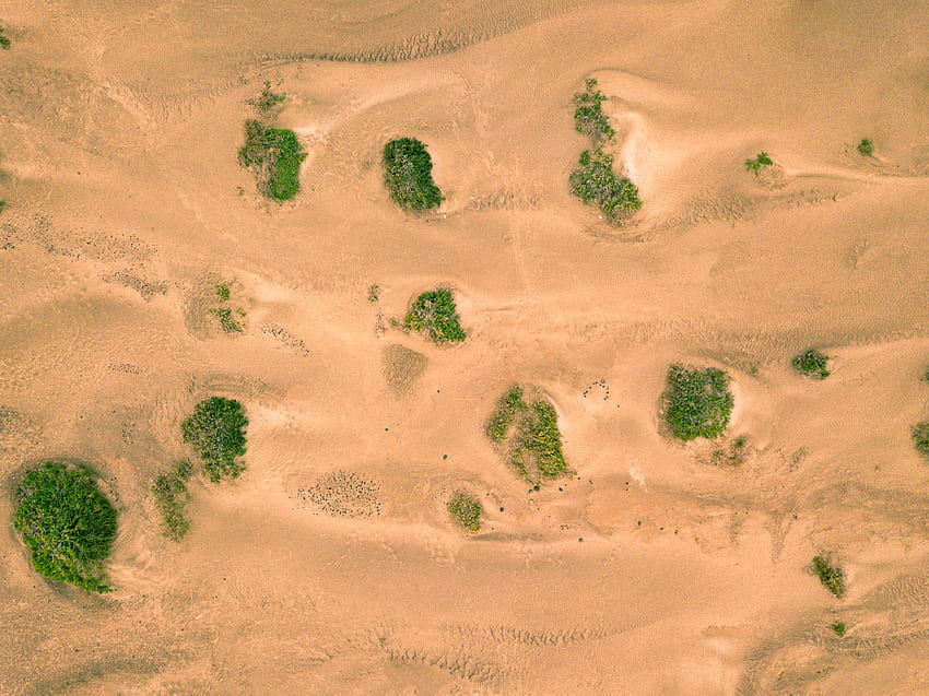 Nature, Sand, Desert, Vegetation, Dunes, Links HD wallpaper