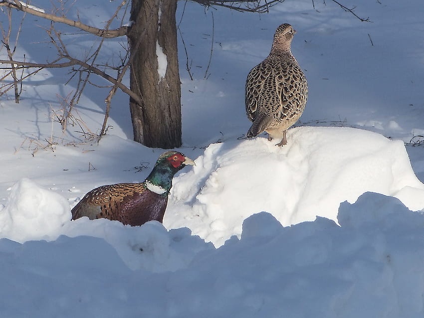 A Cold Winter Day, winter, pheasant, rooster, hen HD wallpaper