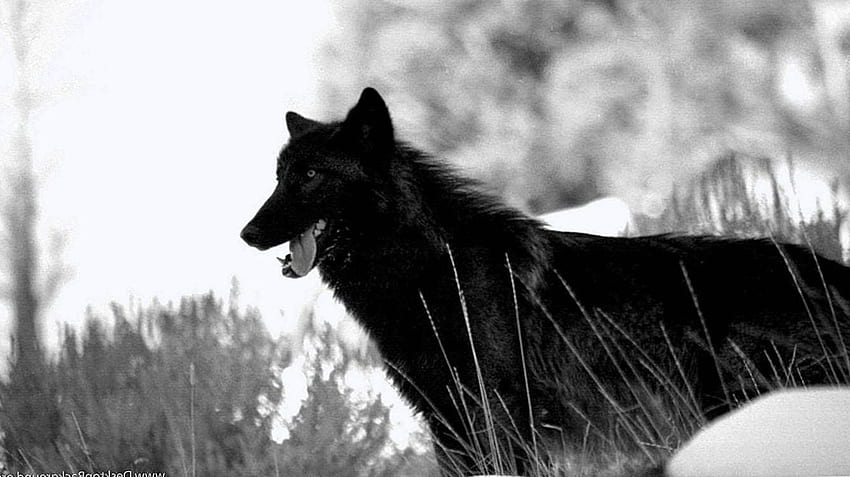 Schwarzer Wolf Wallpaper 1920x1080