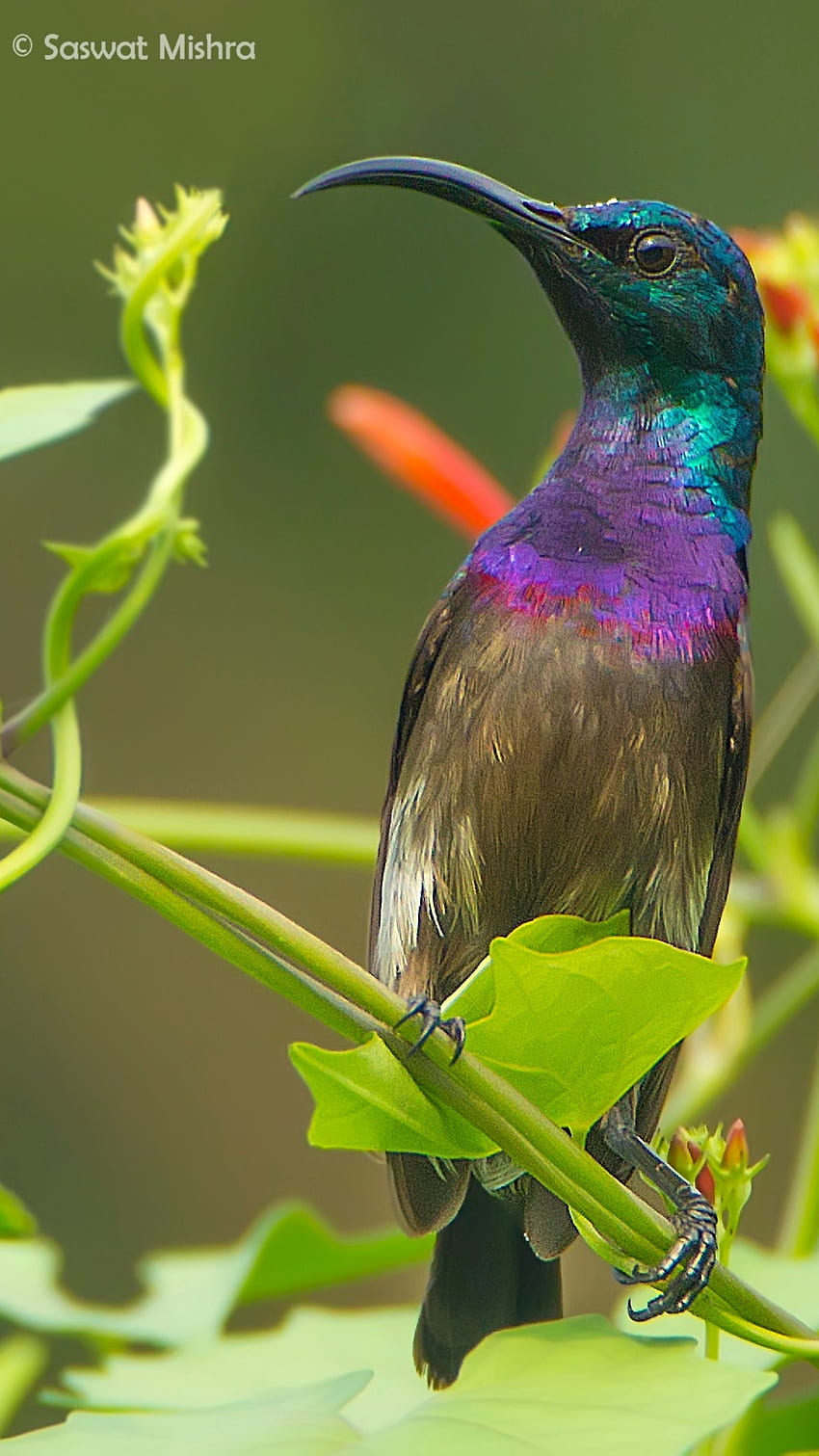 Sunbird, Adorable Colorful Bird HD phone wallpaper