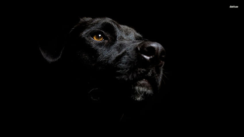 Labrador nero Sfondo HD