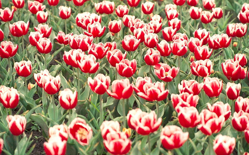 Bunga, Tulip, Hijau, Petak Bunga, Petak Bunga, Berbintik-bintik, Beraneka Ragam Wallpaper HD
