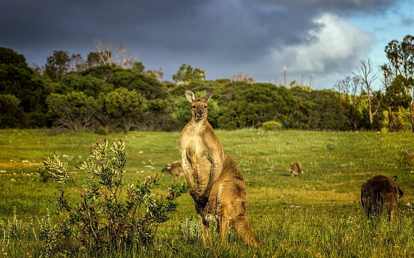 Australia, canguro, erba, animali Sfondo HD