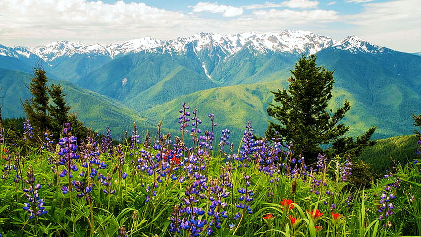 ดอกไม้ภูเขาโอลิมปิก วอชิงตัน ดอกไม้ป่า ดอกไม้ ต้นไม้ ท้องฟ้า ภูเขา สหรัฐอเมริกา วอลล์เปเปอร์ HD