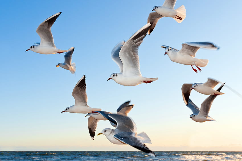 Birds, Animals, Sea, Seagulls, Flight HD wallpaper