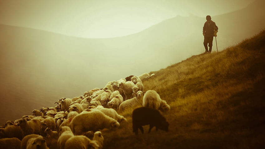 Zwierzęta, mgła, pole, owce, pastwisko, owce, pasterz Tapeta HD