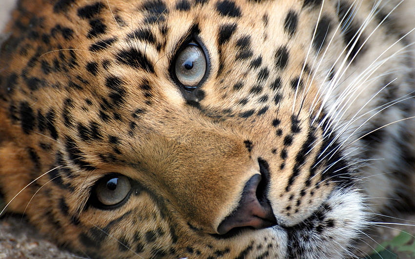 Animals, Grass, Leopard, Muzzle, Eyes, Relaxation, Rest, Nice, Sweetheart HD wallpaper
