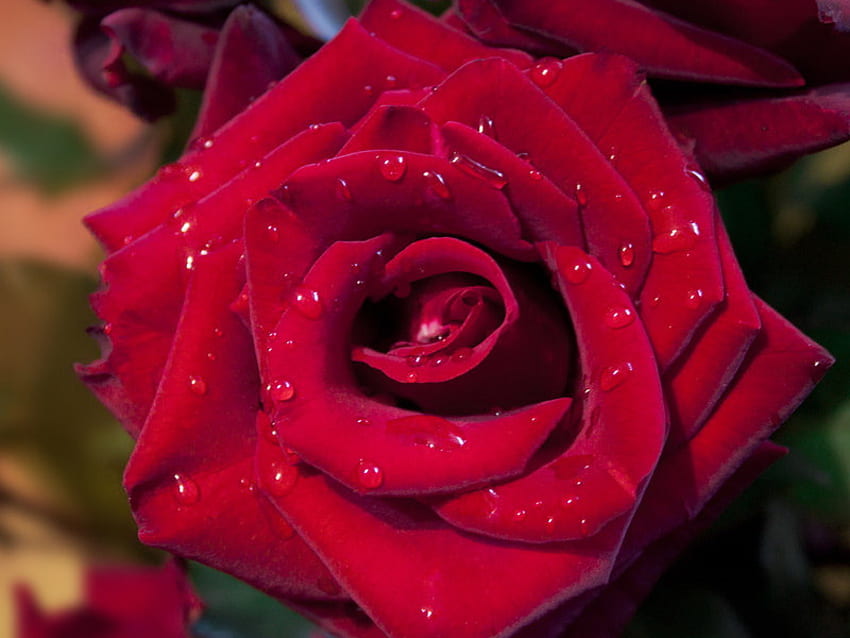 Rose, wet, pretty, red, beautiful, flowers, lovely, nice HD wallpaper