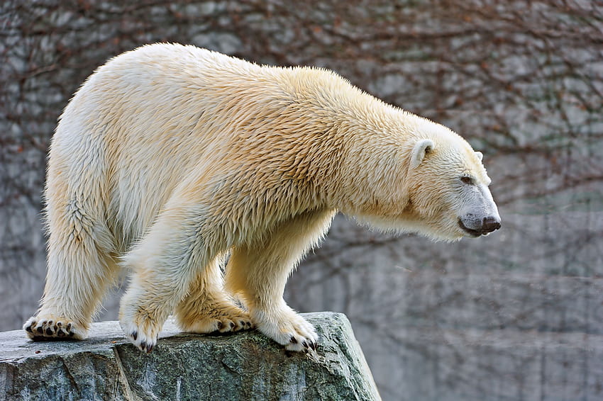 눕기, 동물, 돌, 눕다, 북극곰 HD 월페이퍼
