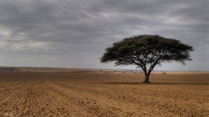 Einsam, einsam, eins, Feld, Baum HD-Hintergrundbild