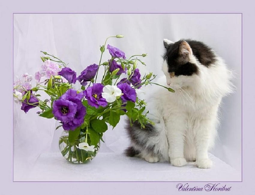 Smelling the flowers, vase, cat, beautiful, flowers, water, smelling HD wallpaper