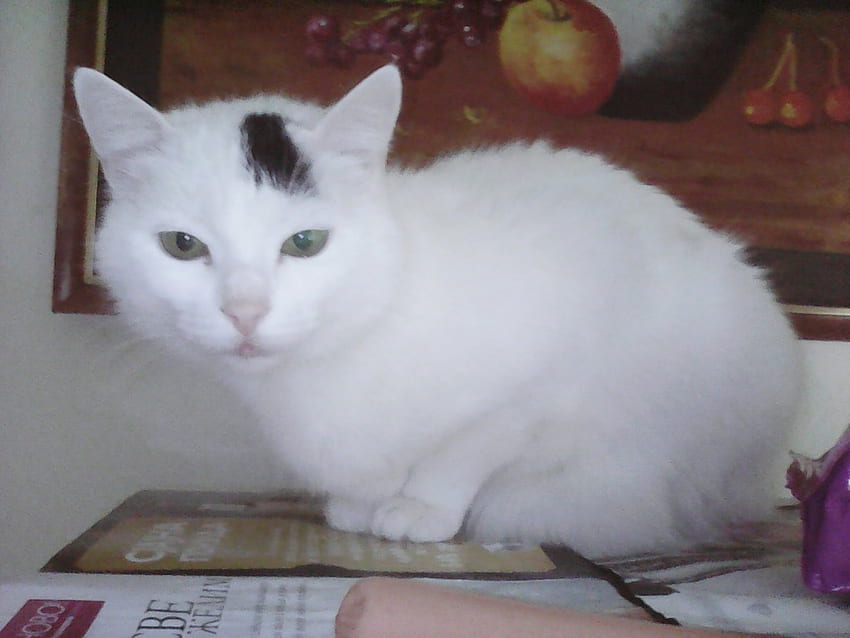 mi gato, gatos, blanco, bonito, casa fondo de pantalla