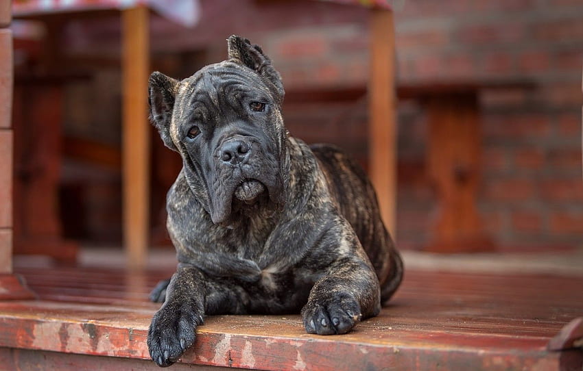 look, dog, Cane Corso for , section HD wallpaper