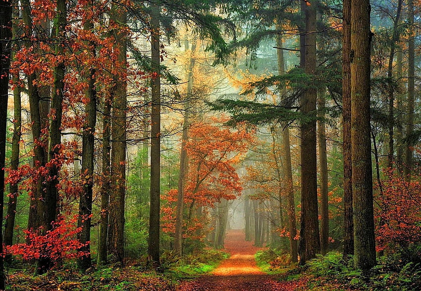 Autumn Enchanted, path, amber, colors, beautiful, leaves, fog, green, red, trees, autumn, forest, magic light HD wallpaper