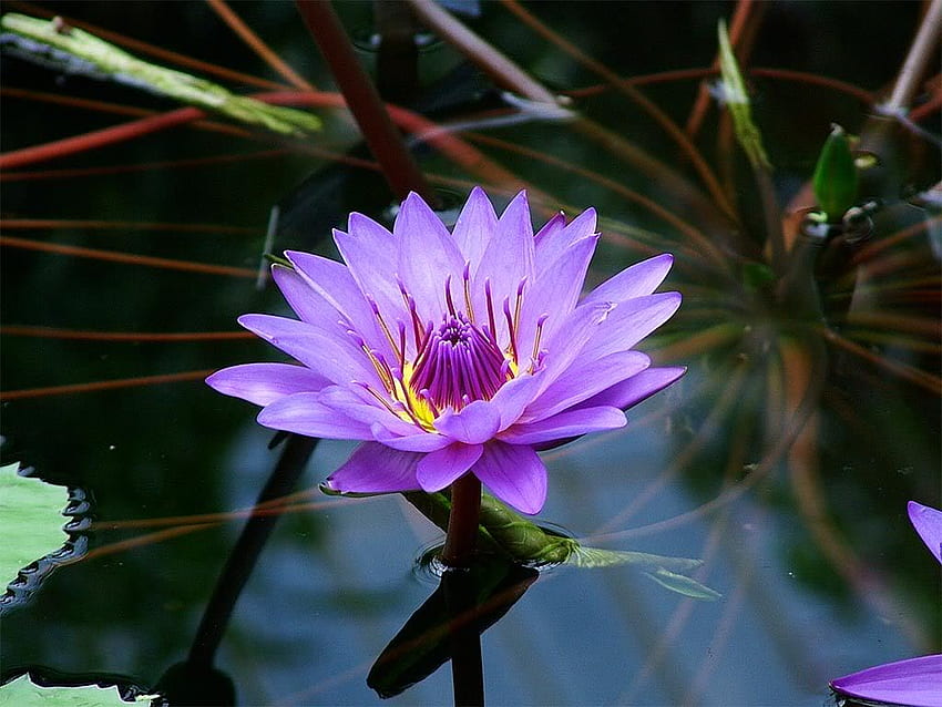 Purple Lotus Flower High Quality Resolution, 2Mb HD wallpaper