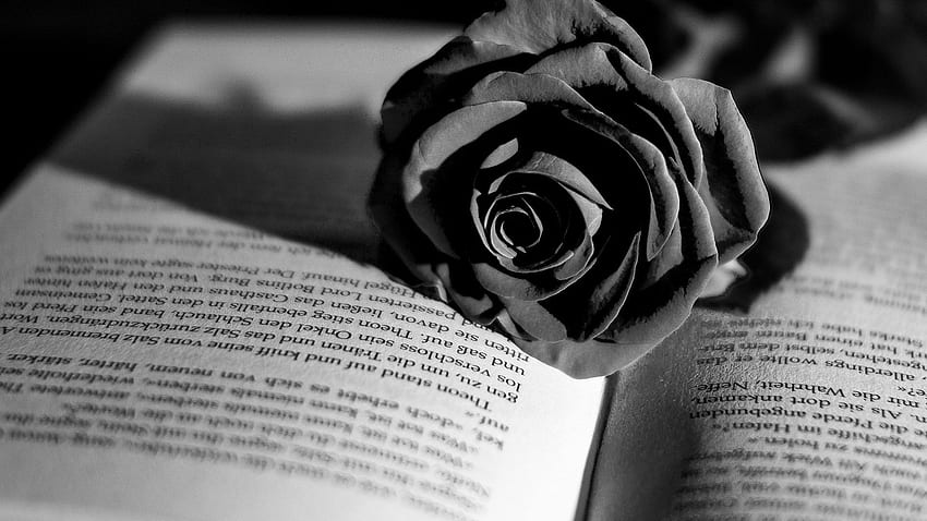 Rose Flower Dark Red - Free photo on Pixabay - Pixabay