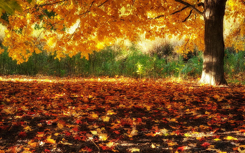 ソーシャル プロフィールのよりエキサイティングな 、カバー、および DP をチェックしてください。 風景の背景、秋の風景、風景、秋のパノラマ 高画質の壁紙