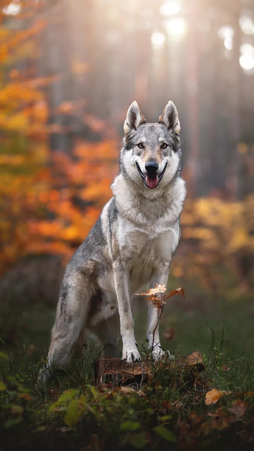 Wolfdog, nature, wolf, animal, dog, wild, wild-animal HD phone wallpaper